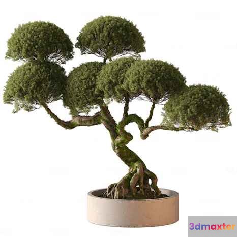 A Tree In A Pot 3D Model - 12614 - CORONA Render