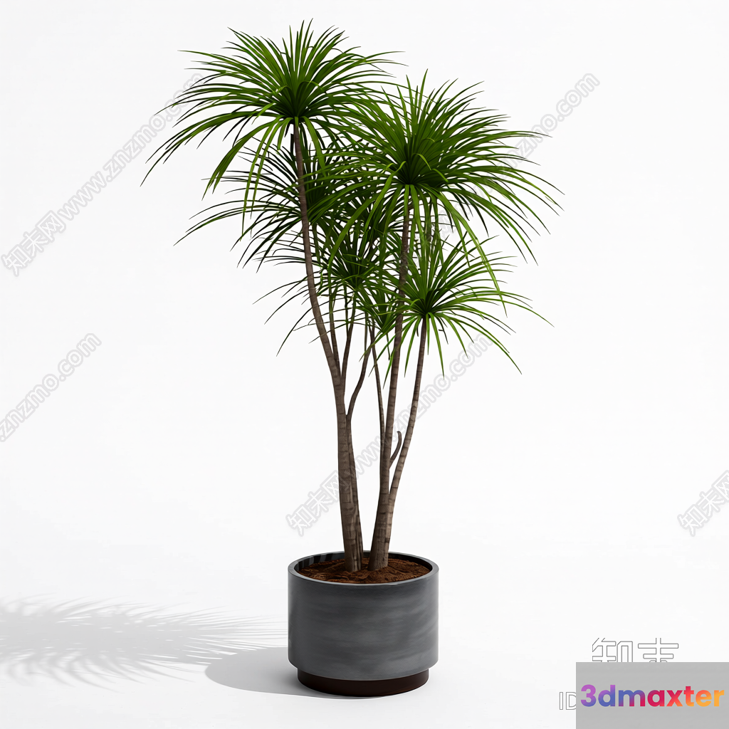 A Potted Plant With Long Green Leaves 3D Model - 10856 - VRAY Render