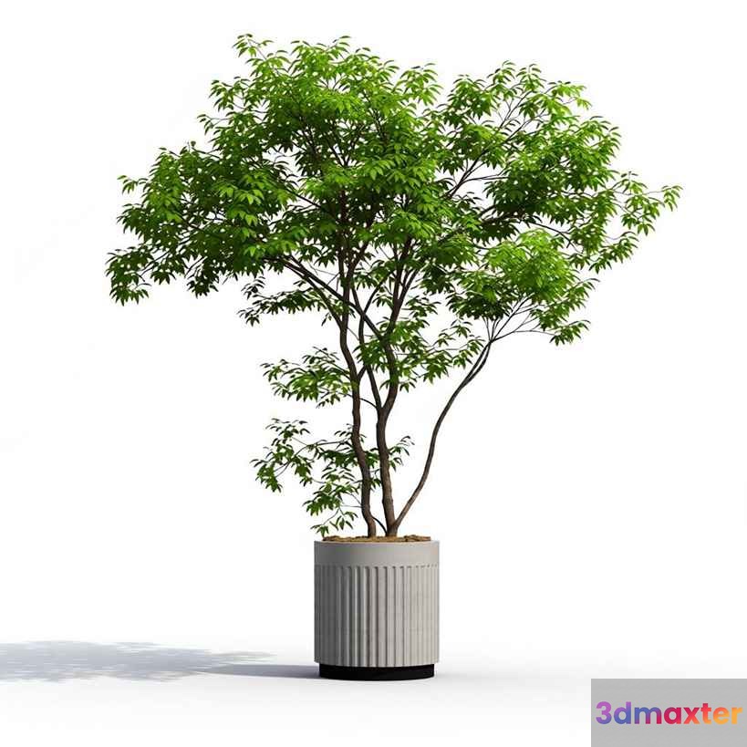 A Potted Plant 3D Model - 21415 - VRAY Render