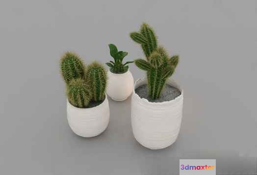 Small White Potted Plants 3D Model - 12881 - VRAY Render