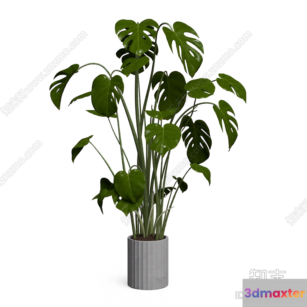 A Potted Plant 3D Model - 4402 - VRAY Render