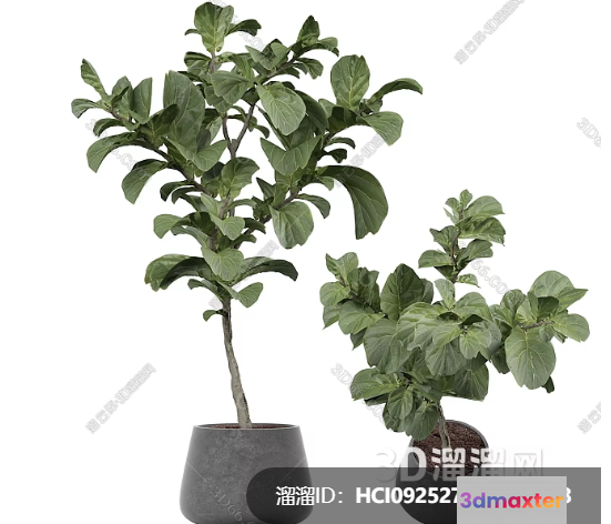 Two Potted Plants 3D Model - 8099 - VRAY Render