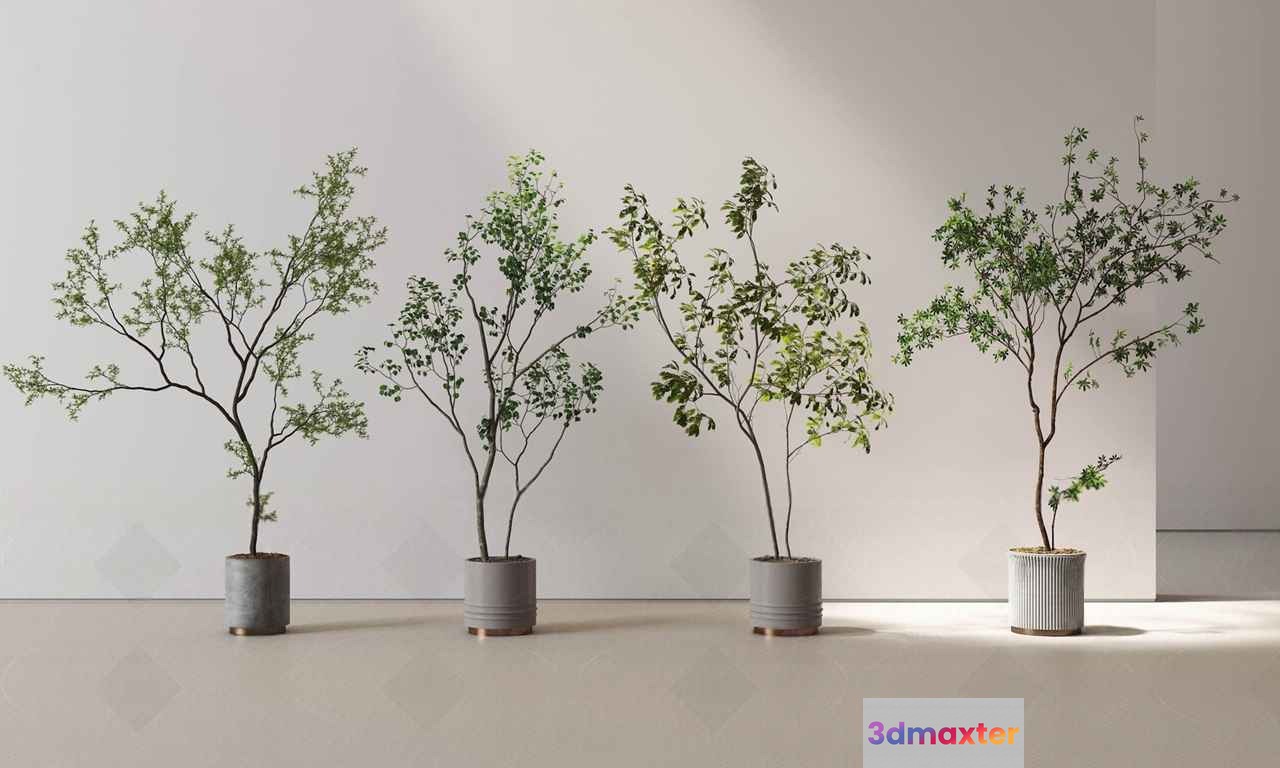 Four Potted Plants 3D Model - 20663 - VRAY Render