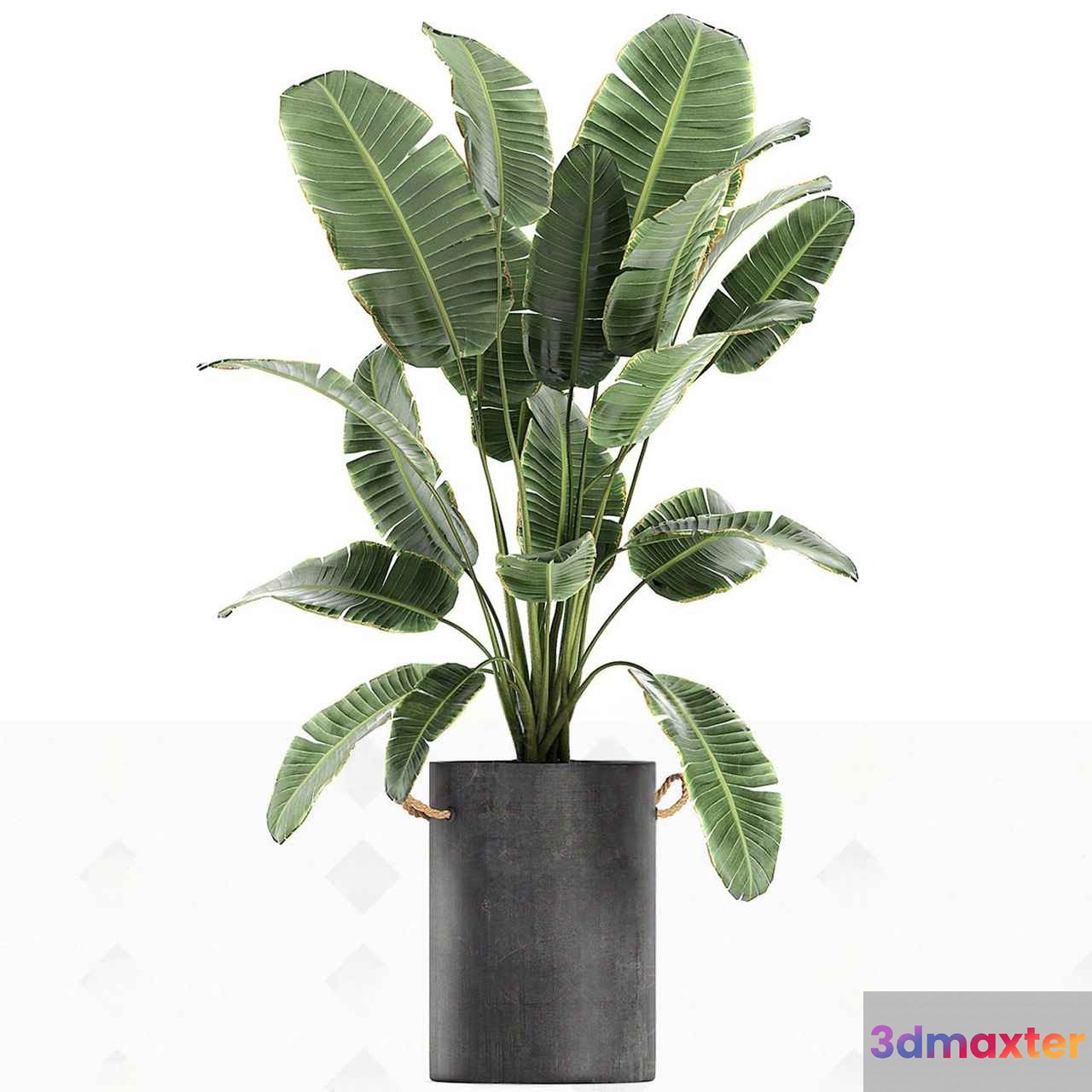 A Potted Plant With Large Green Leaves 3D Model - 2924 - VRAY Render