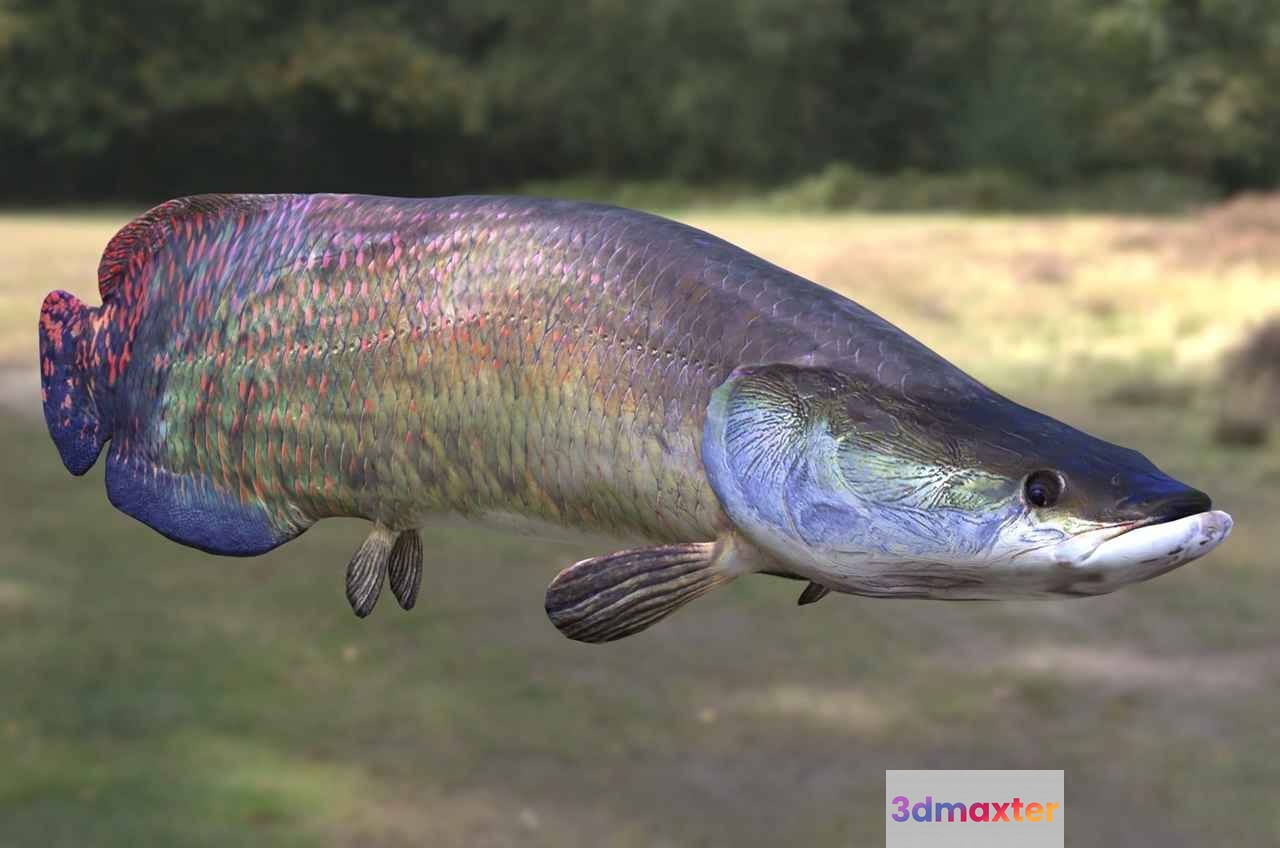 A Fish 3D Model - 18626 - VRAY Render