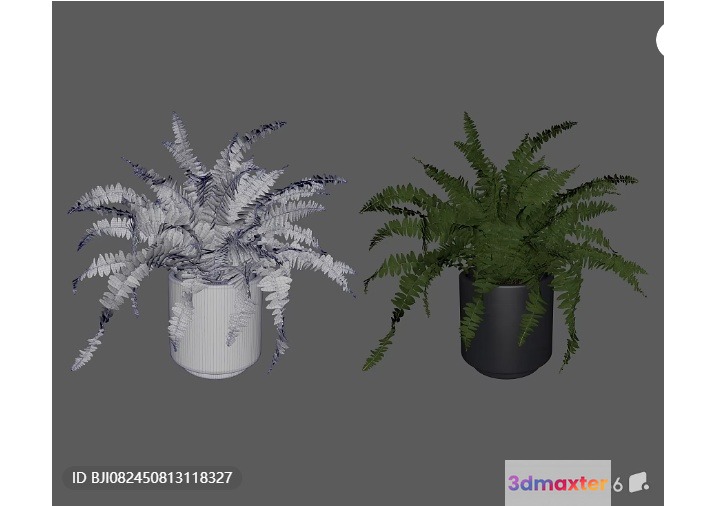 Fern In A Pot 3D Model - 546 - VRAY Render