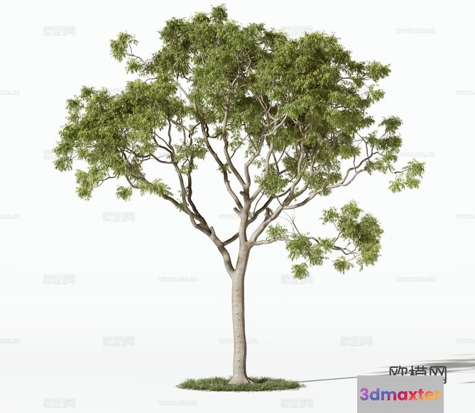 A Tree With Green Leaves 3D Model - 20063 - VRAY Render