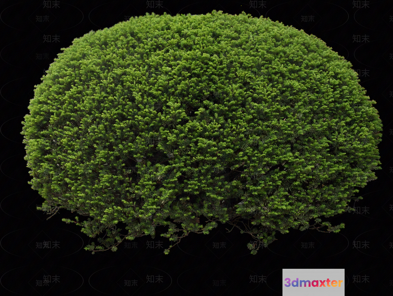 The Main Subject Is A Green Bush 3D Model - 15636 - VRAY Render