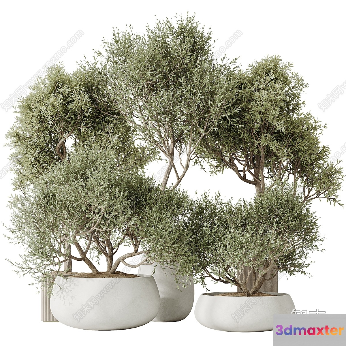 Potted Trees 3D Model - 3949 - CORONA Render