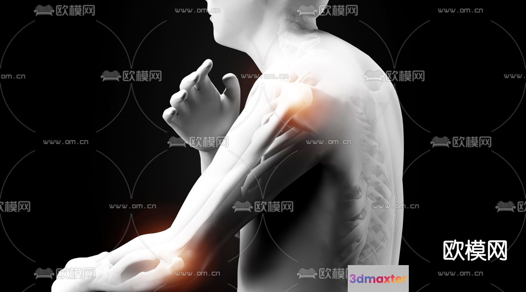 A Human Body With A Highlighted Arm 3D Model - 22783 - VRAY Render