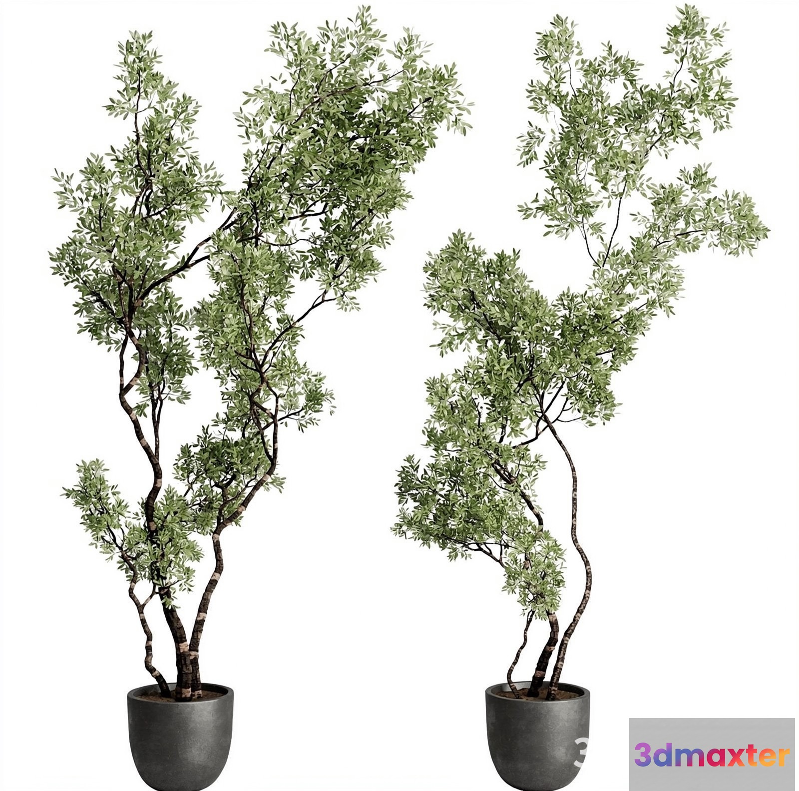 Two Potted Plants 3D Model - 21508 - VRAY Render