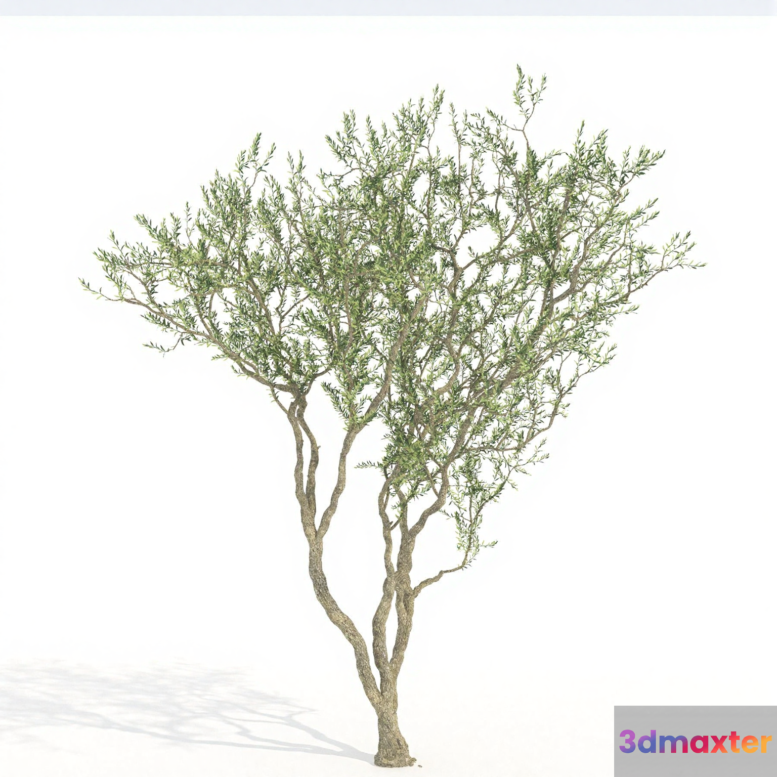 A Tree With Green Leaves 3D Model - 17923 - VRAY Render