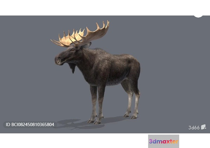 A Moose With Large Antlers 3D Model - 3086 - VRAY Render