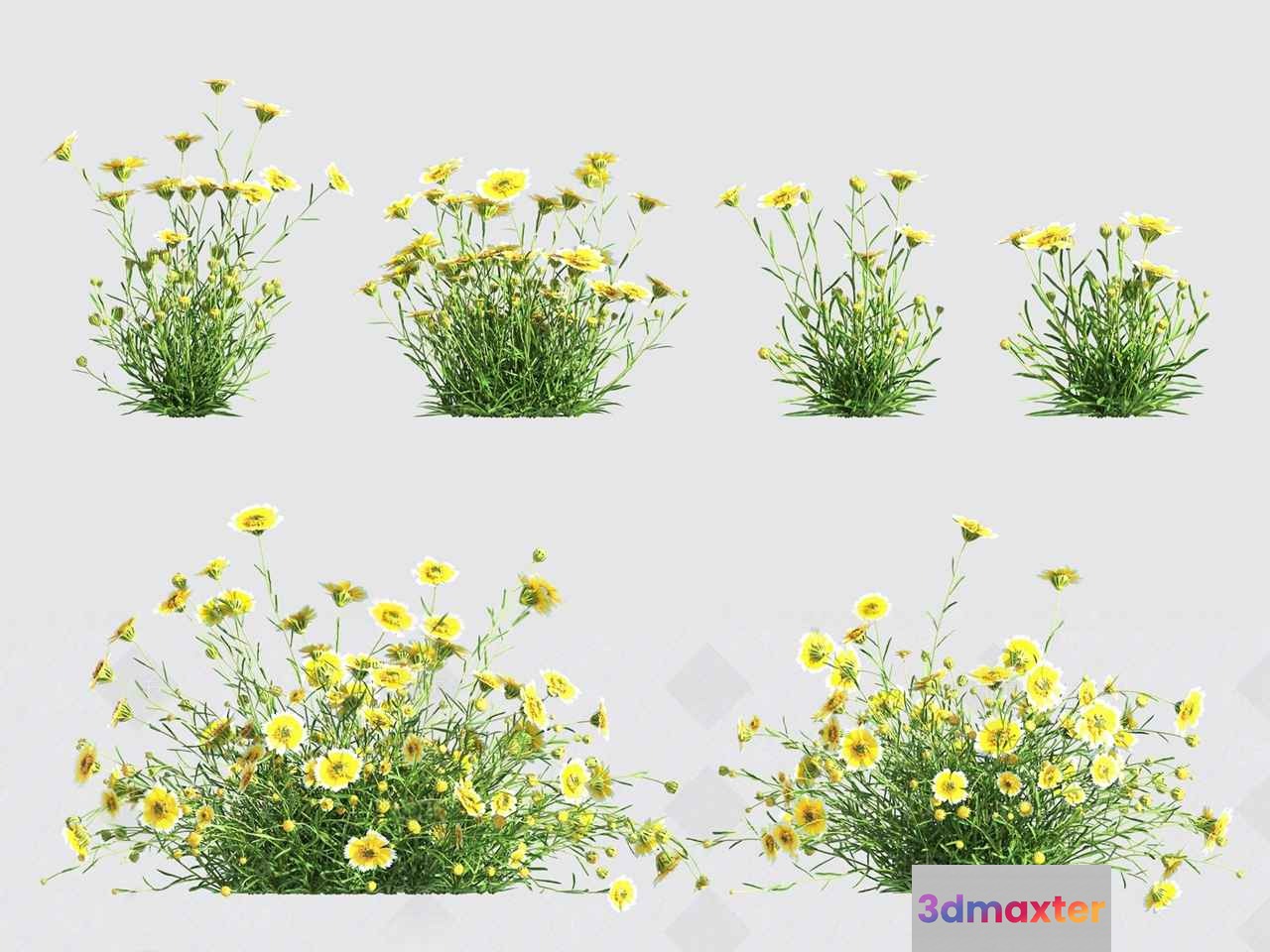 Yellow Flowers 3D Model - 15654 - VRAY Render