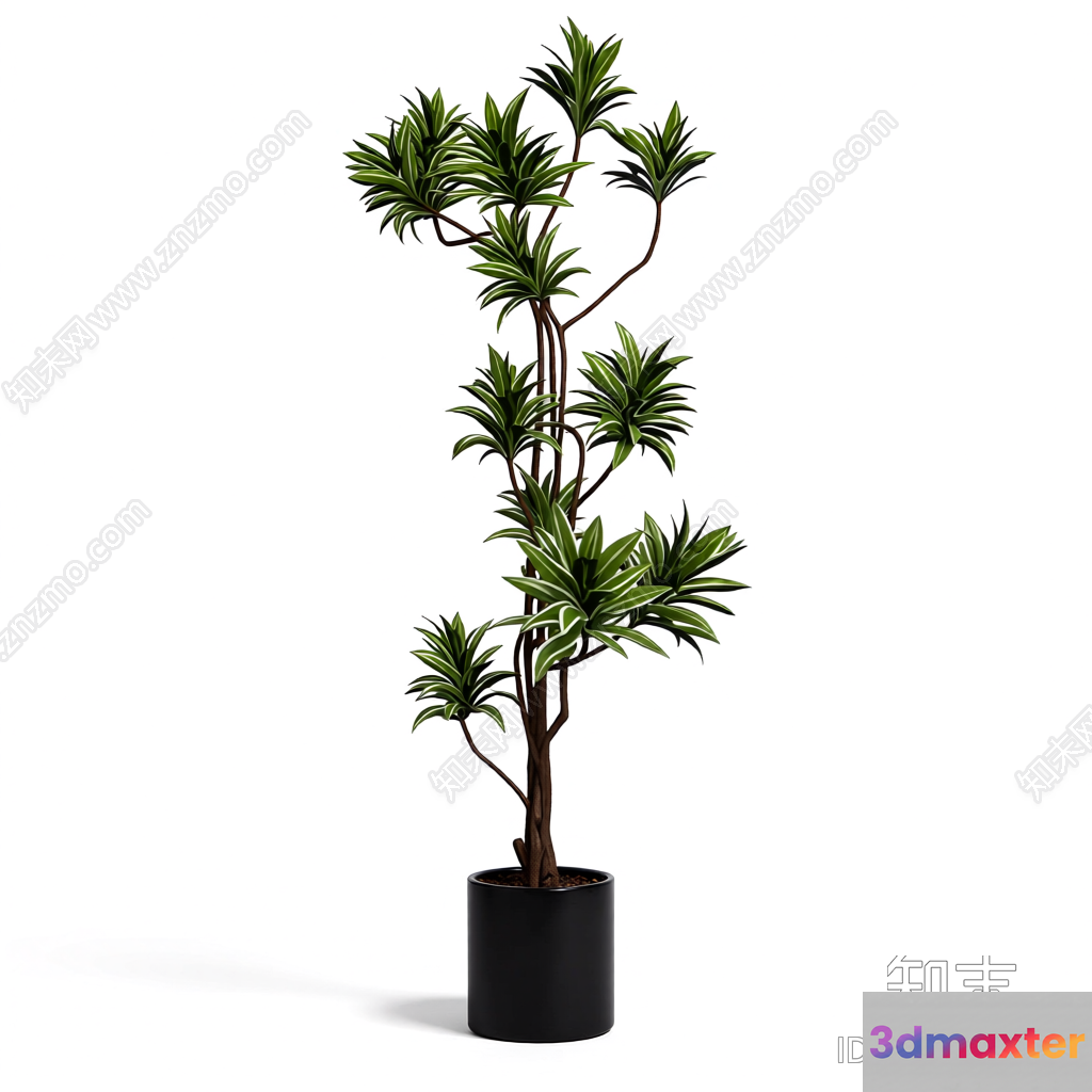 Tall Green Plant In A Pot 3D Model - 2006 - VRAY Render
