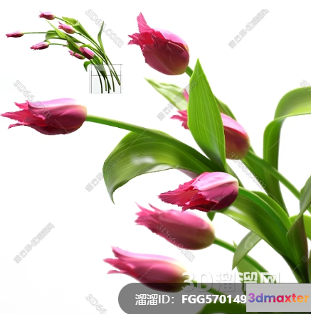Tulips With Green Leaves 3D Model - 3429 - VRAY Render