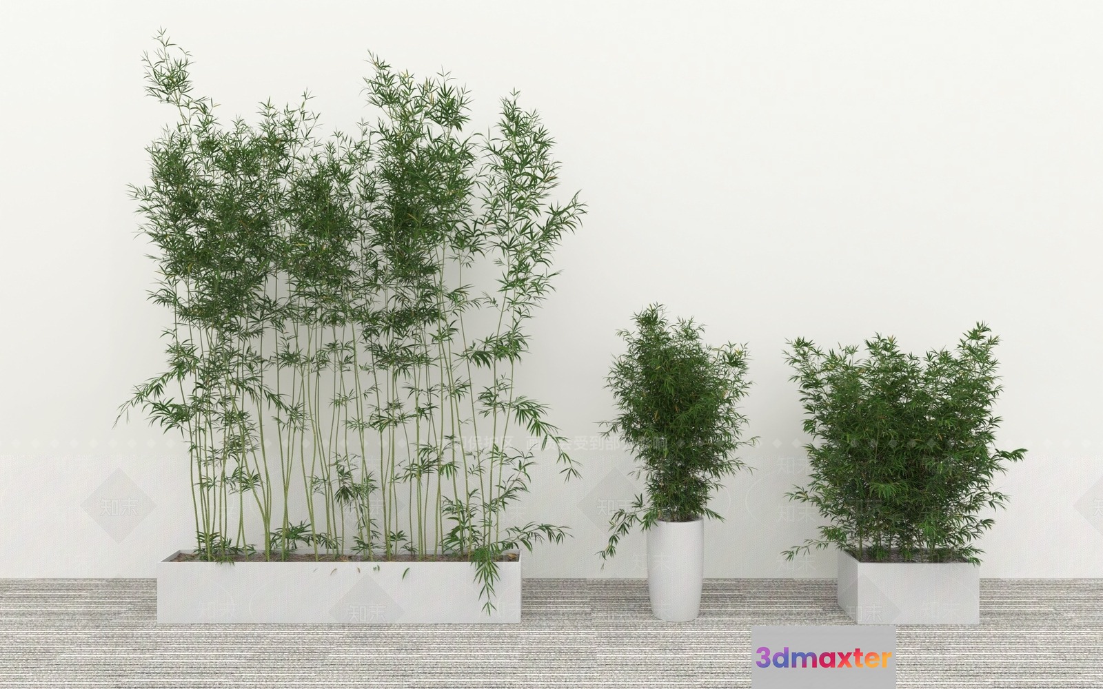 Three Potted Bamboo Plants 3D Model - 15755 - VRAY Render