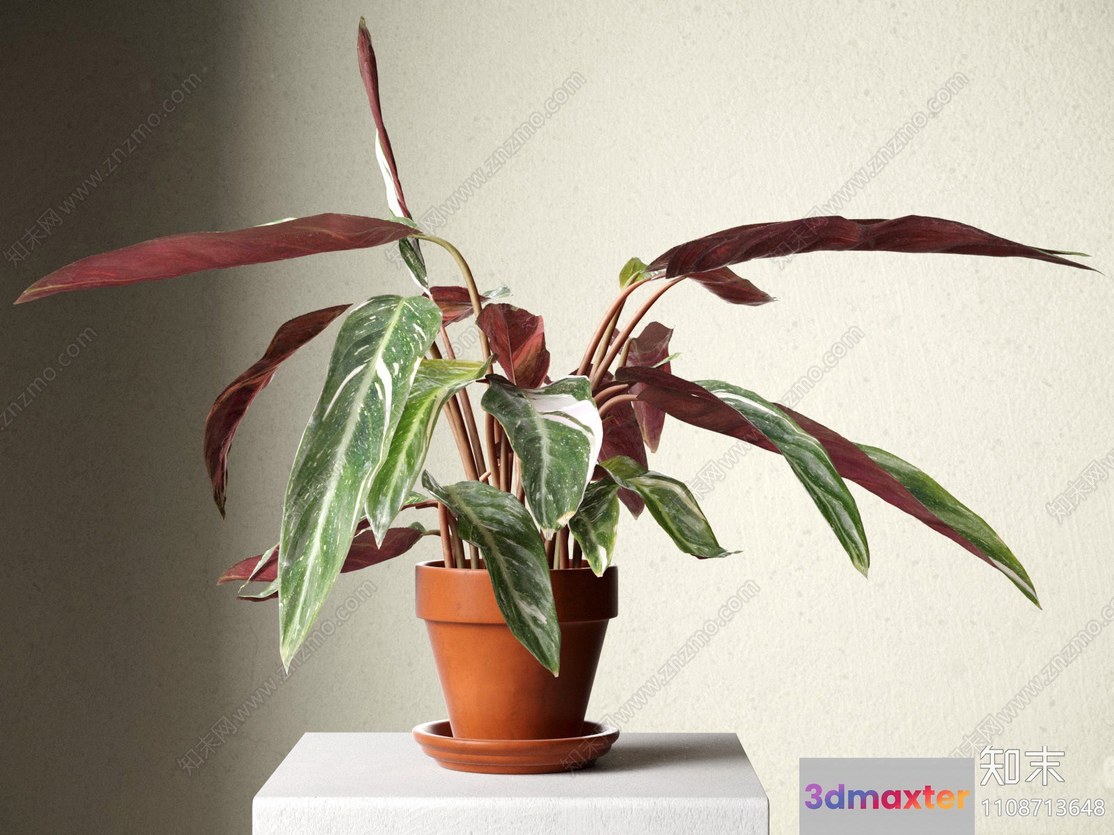 A Potted Plant With Green And Red Leaves 3D Model - 18366 - VRAY Render