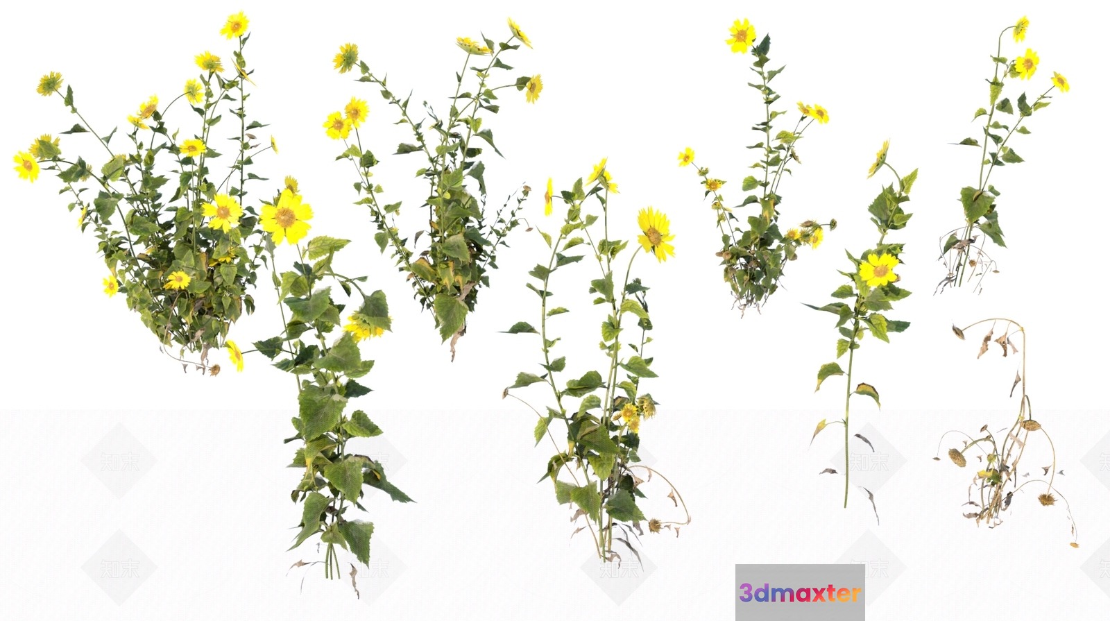 Yellow Flowers 3D Model - 14712 - VRAY Render