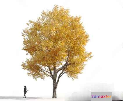 A Person Walking Near A Tree 3D Model - 18630 - VRAY Render