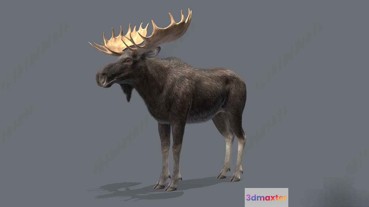A Large Moose 3D Model - 2956 - VRAY Render