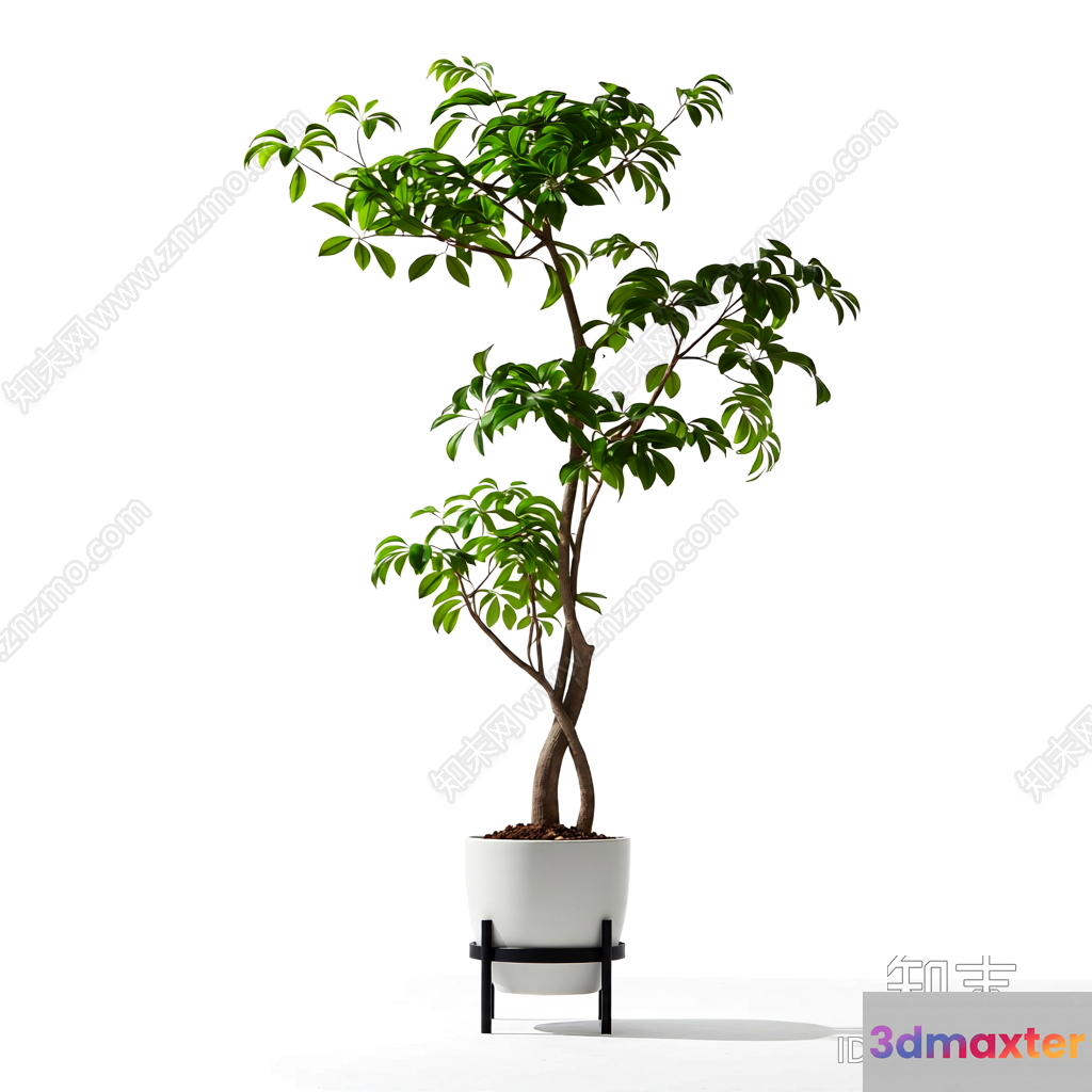 A Potted Plant 3D Model - 8659 - VRAY Render