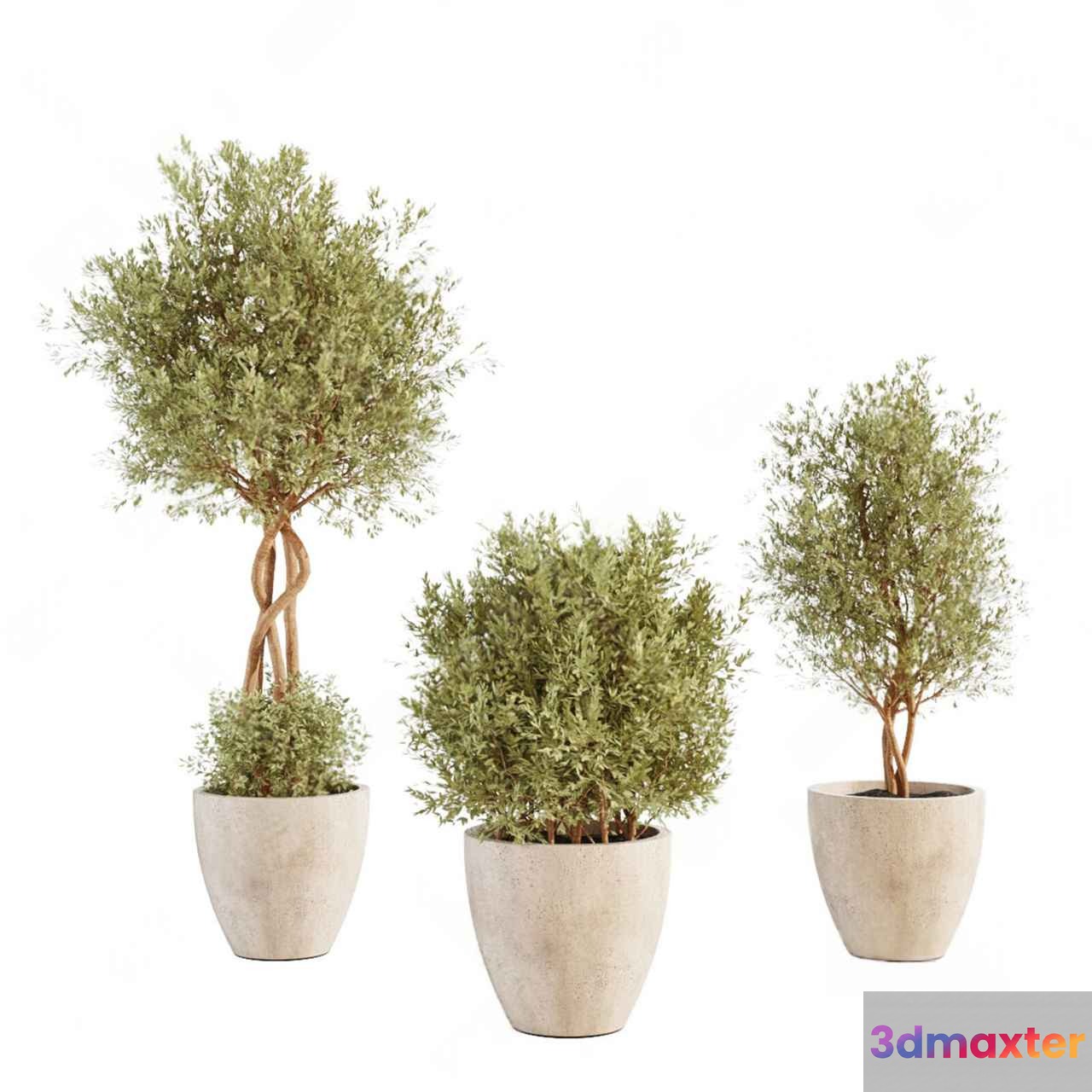 Three Potted Plants 3D Model - 6241 - CORONA Render