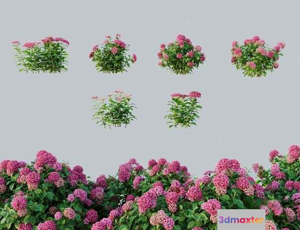 Pink Flowers 3D Model - 6274 - CORONA Render