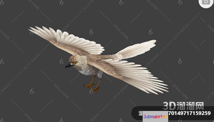 A Bird In Flight 3D Model - 13867 - VRAY Render