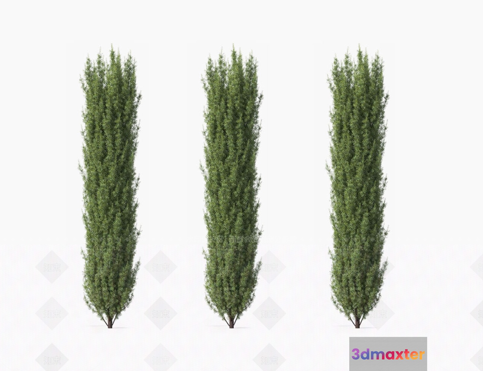 Three Trees 3D Model - 5150 - VRAY Render