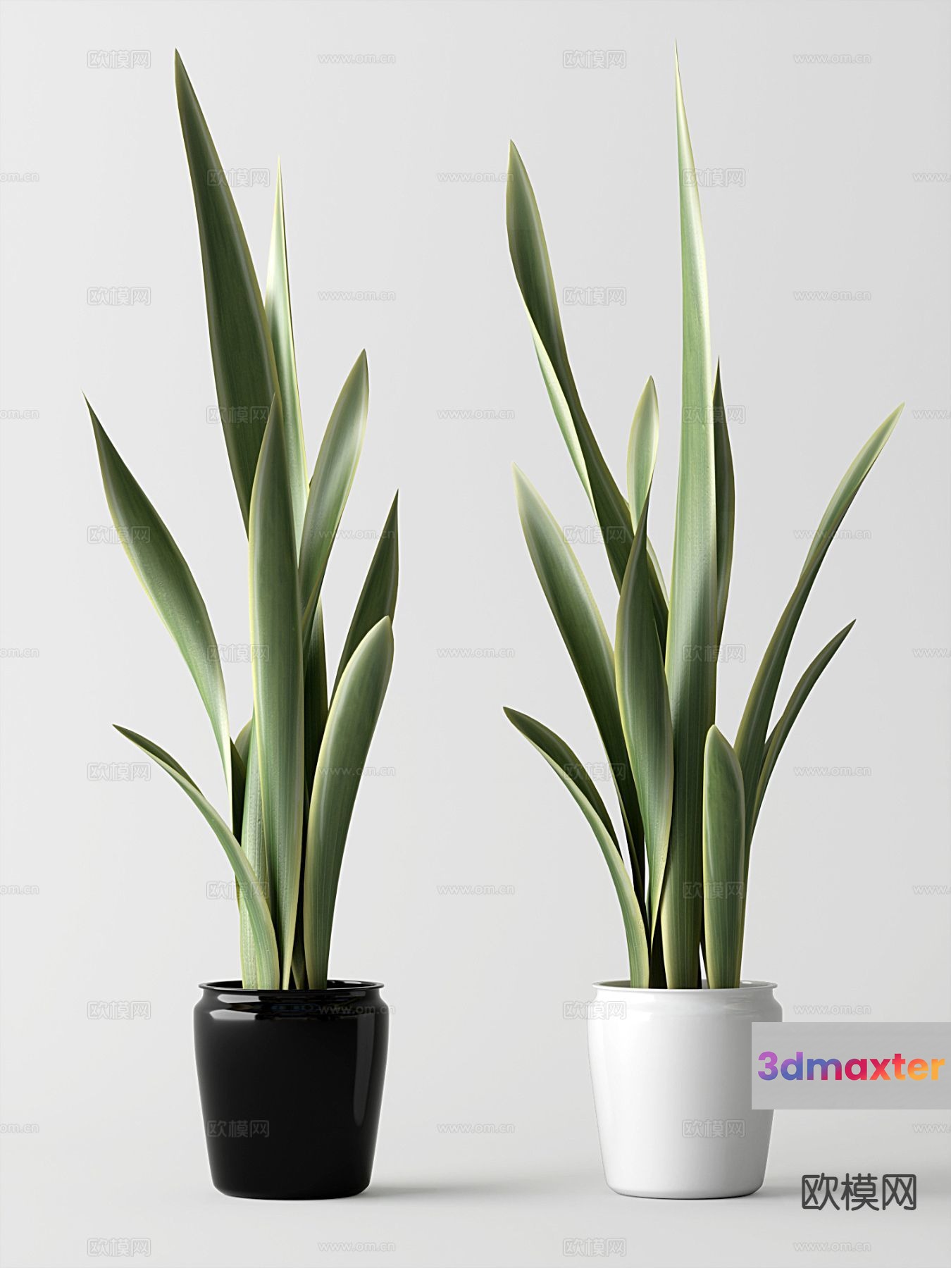 Two Potted Plants 3D Model - 8348 - VRAY Render