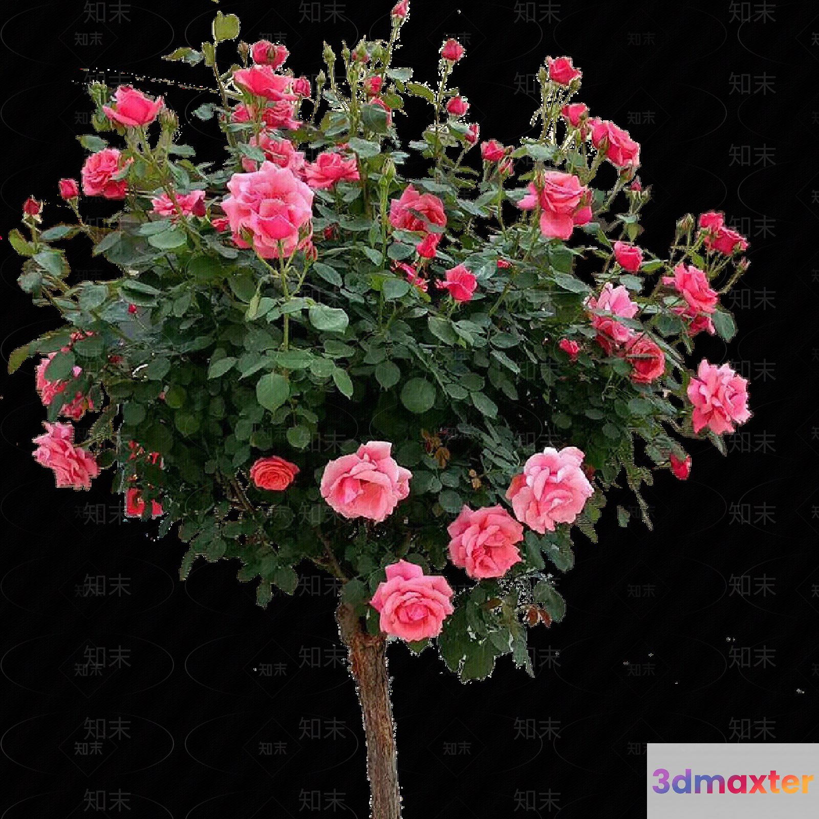 A Tree With Pink Roses 3D Model - 5634 - VRAY Render
