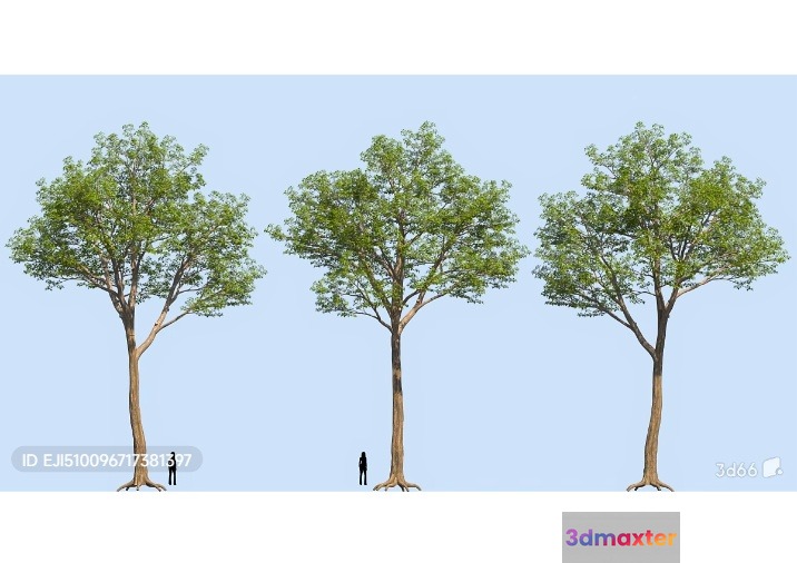 Three Trees 3D Model - 5041 - VRAY Render
