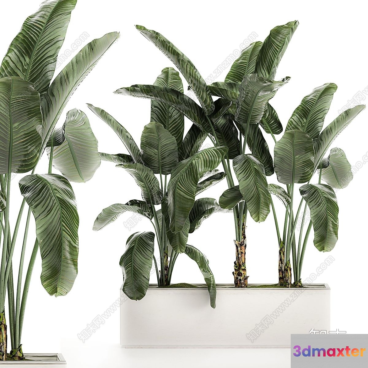 Modern Tropical Plants 3D Model - 7517 - VRAY Render