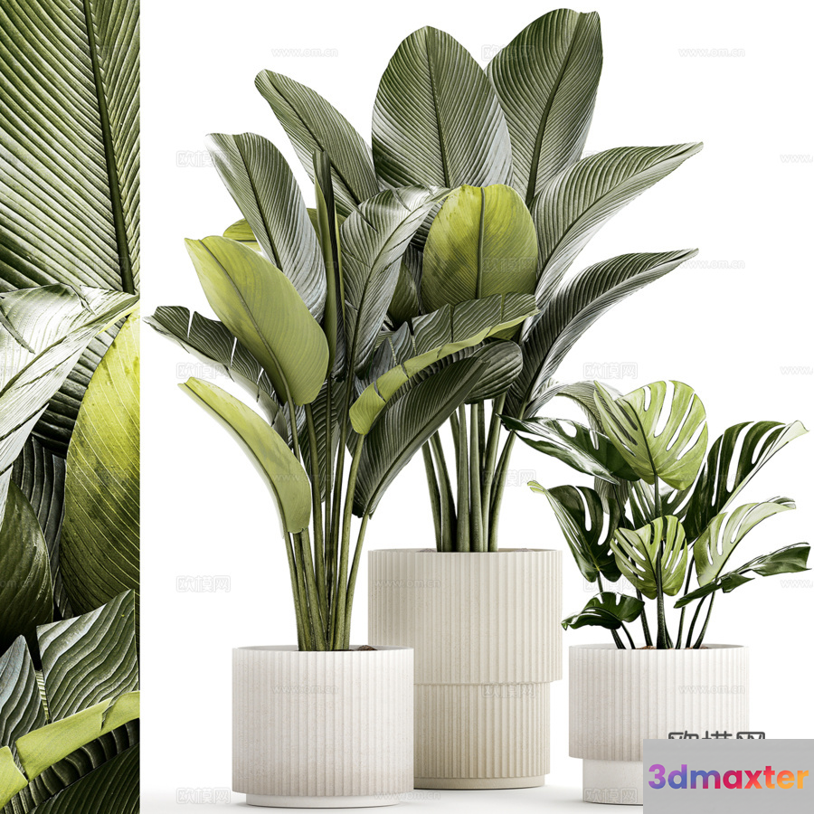 Three Potted Plants 3D Model - 404 - VRAY Render