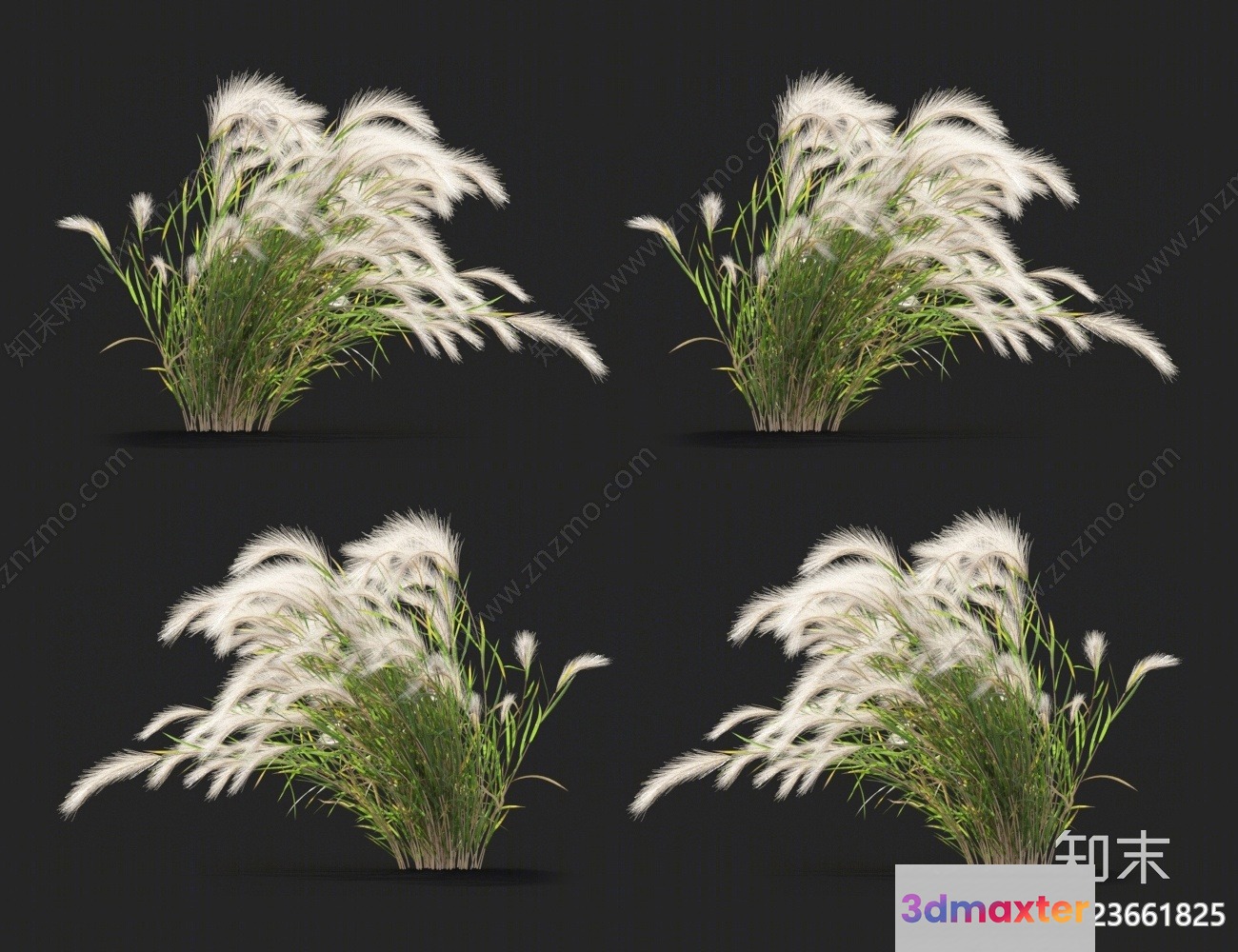 White Grass With Green Stems 3D Model - 8598 - VRAY Render