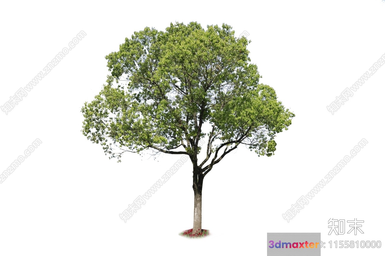 A Tree 3D Model - 10261 - VRAY Render