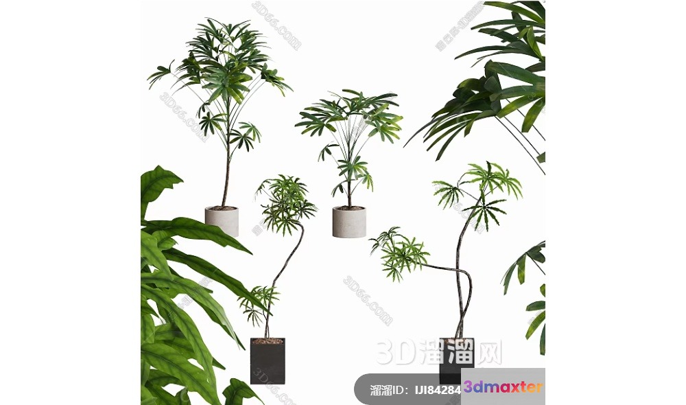 Green Plants In Pots 3D Model - 12895 - VRAY Render