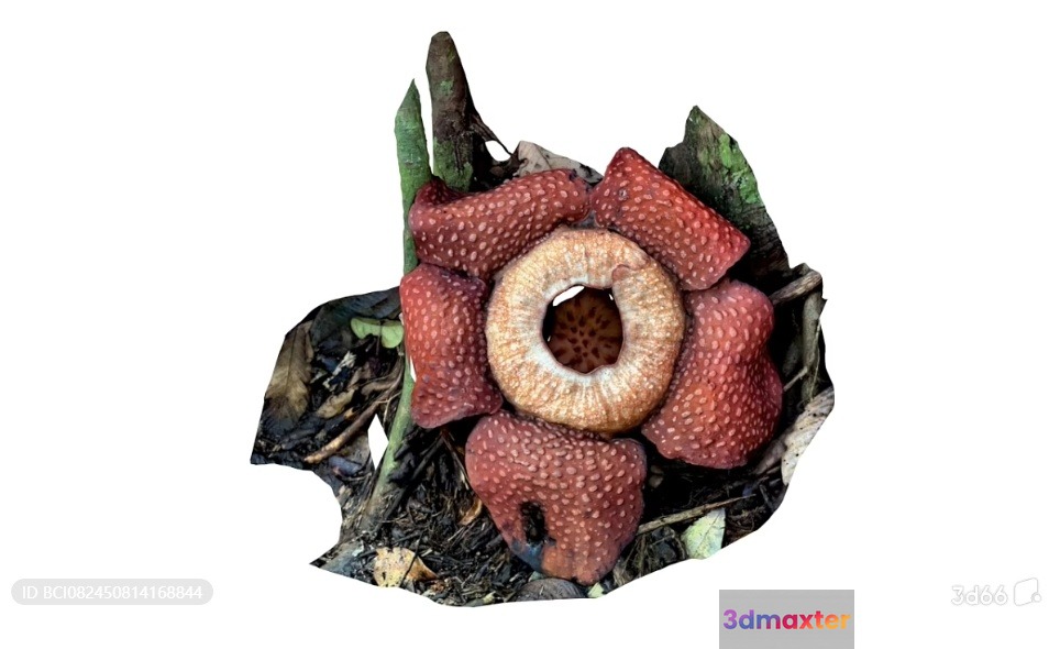 A Flower With A Unique Red And White Appearance 3D Model - 1898 - VRAY Render