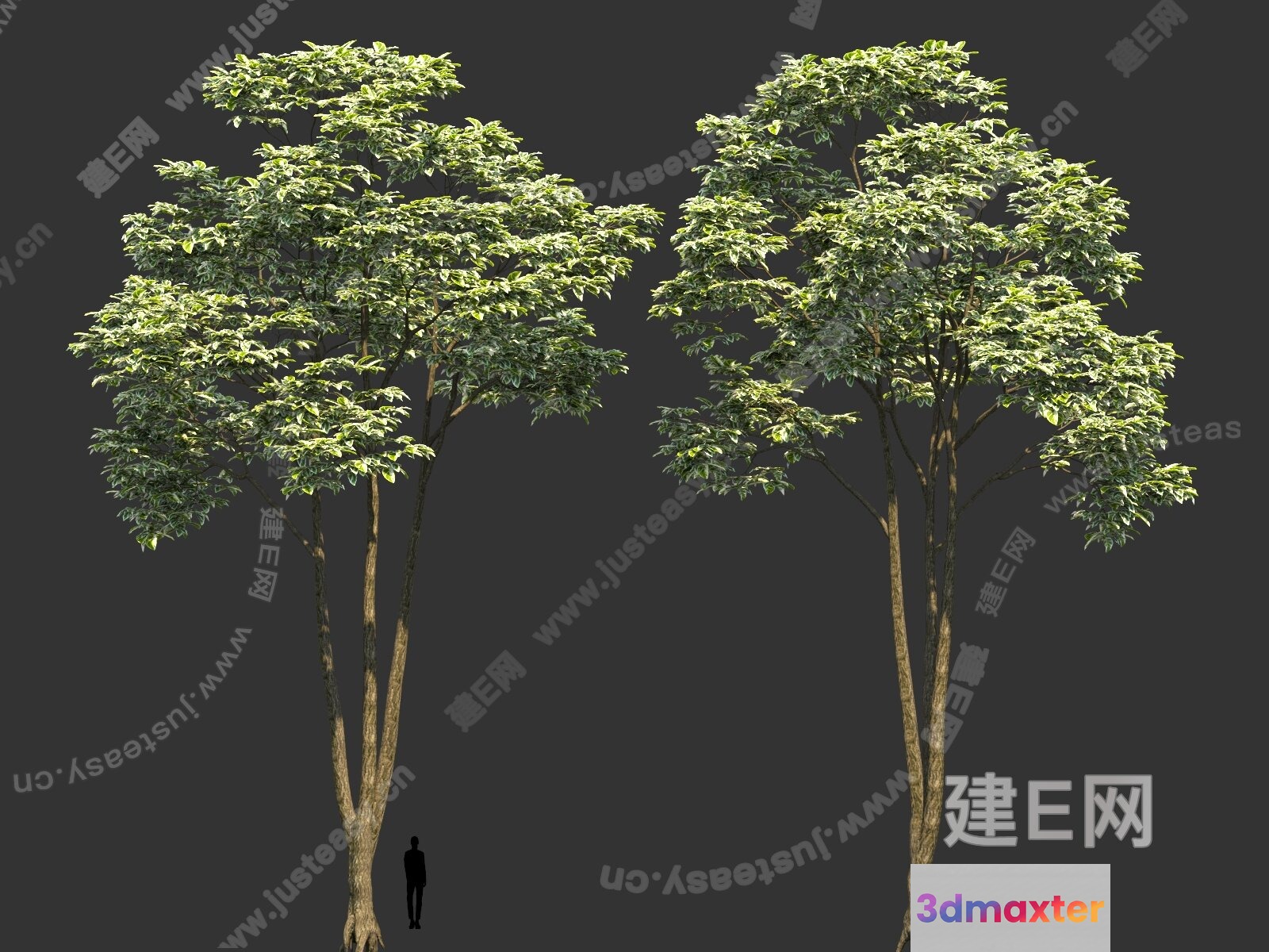 A Tree With A Person Standing Next To It 3D Model - 5144 - VRAY Render