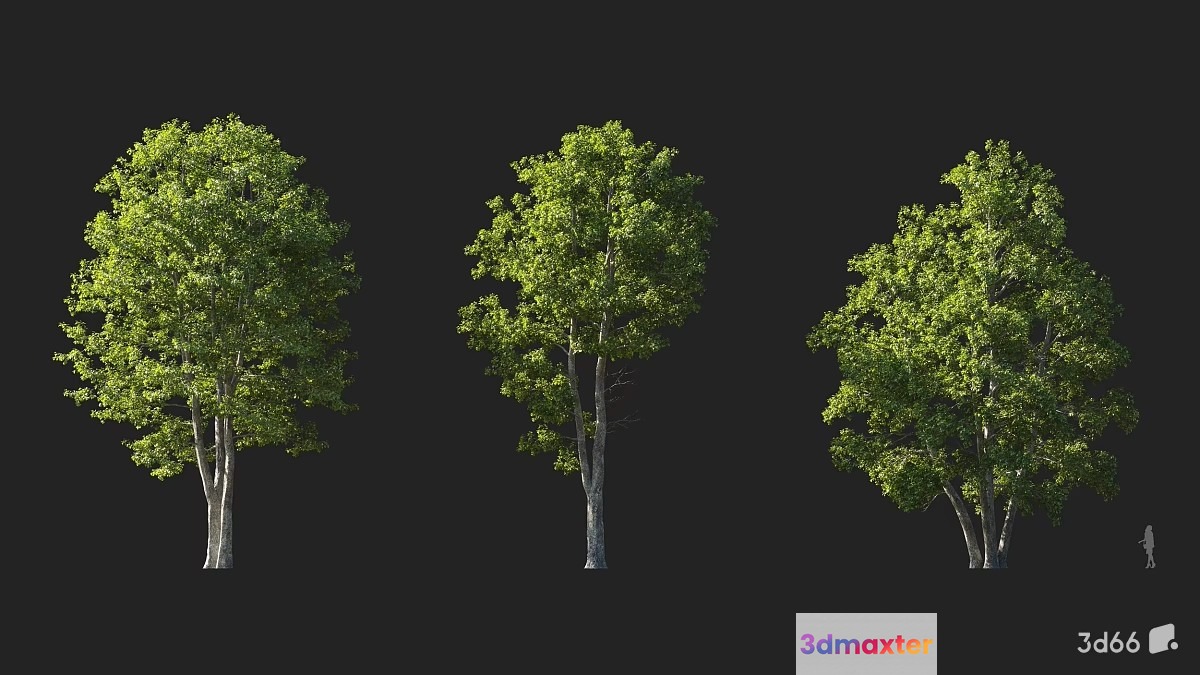 Three Trees 3D Model - 22066 - VRAY Render
