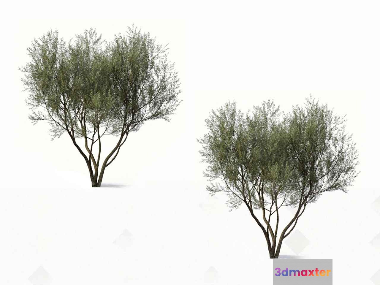 A Small Tree 3D Model - 14901 - VRAY Render