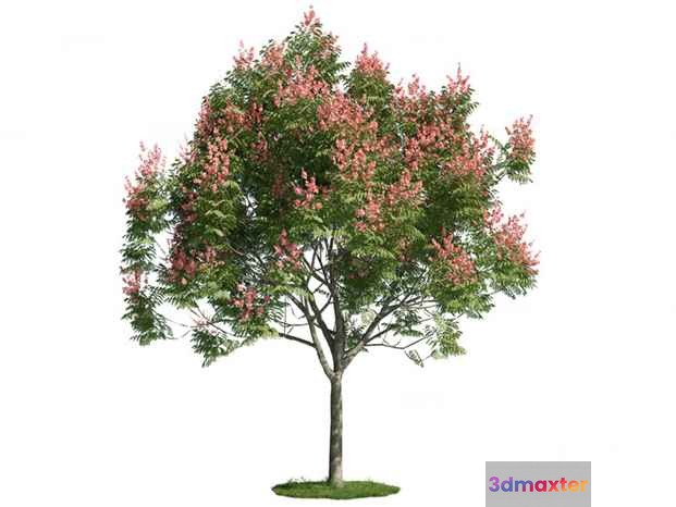 A Tree With Pink Flowers 3D Model - 18204 - CORONA Render