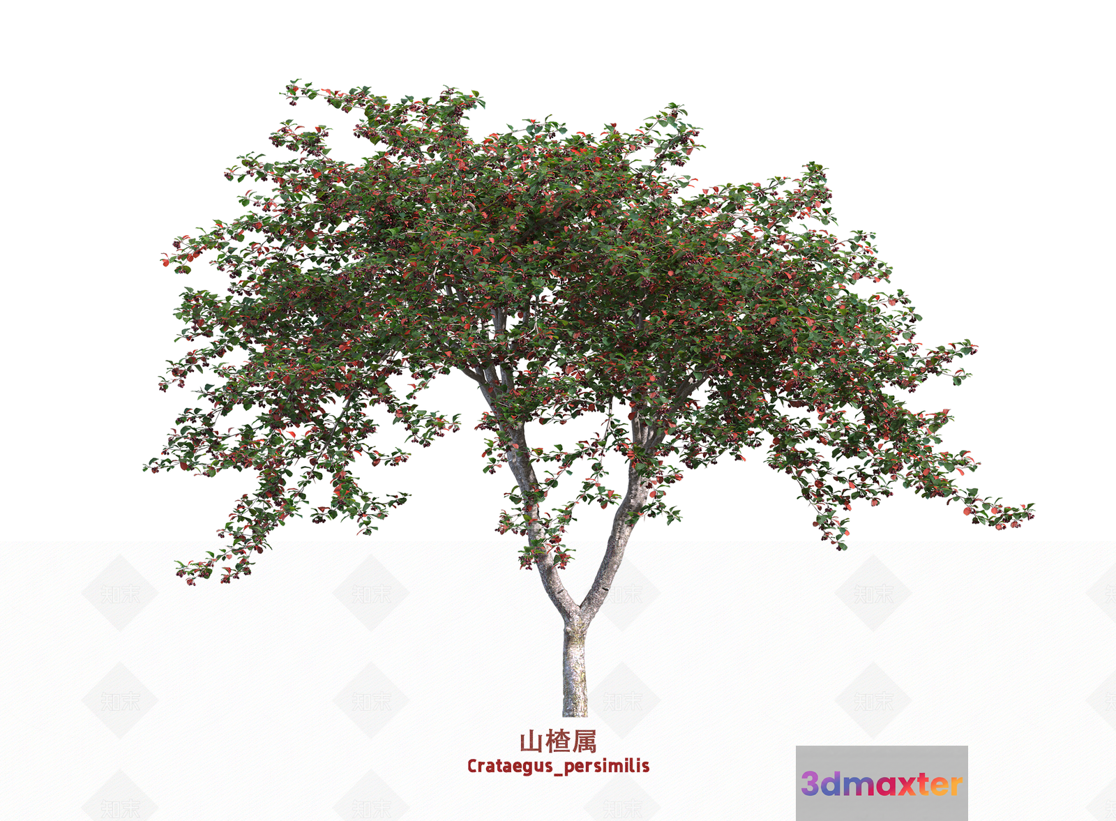 A Tree With Green Leaves And Red Flowers 3D Model - 8883 - VRAY Render