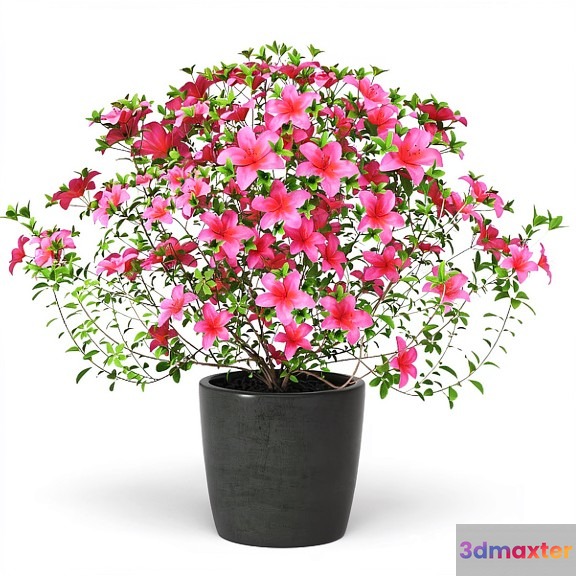 A Pink Flowering Plant In A Gray Pot 3D Model - 14255 - VRAY Render