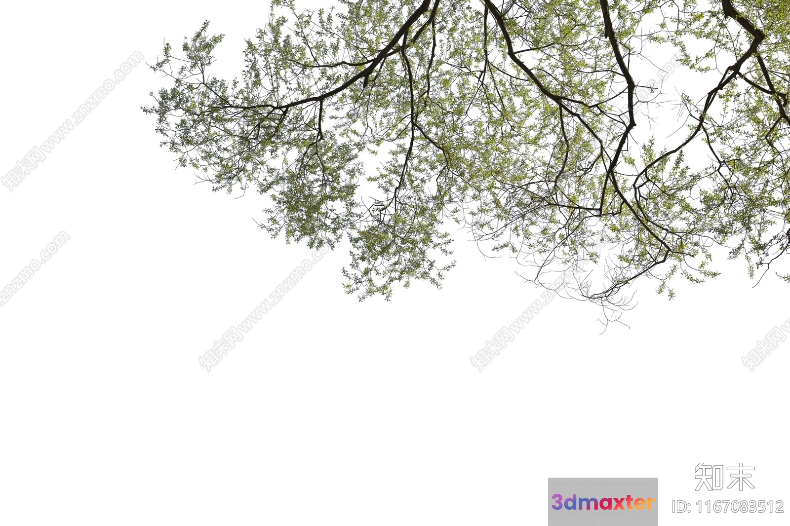 Branches With Green Leaves 3D Model - 12651 - VRAY Render