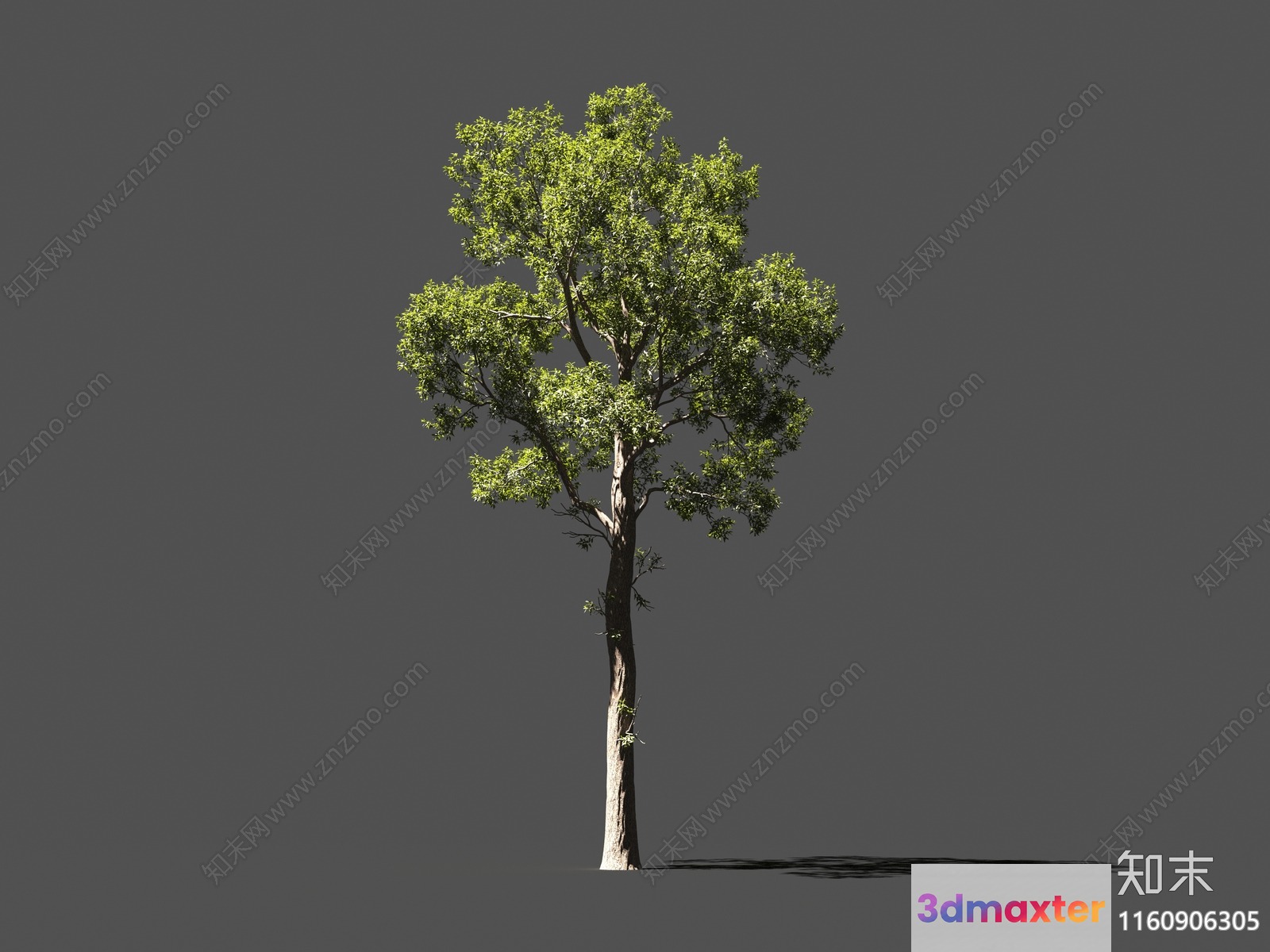 A Tree With Green Leaves 3D Model - 10838 - VRAY Render