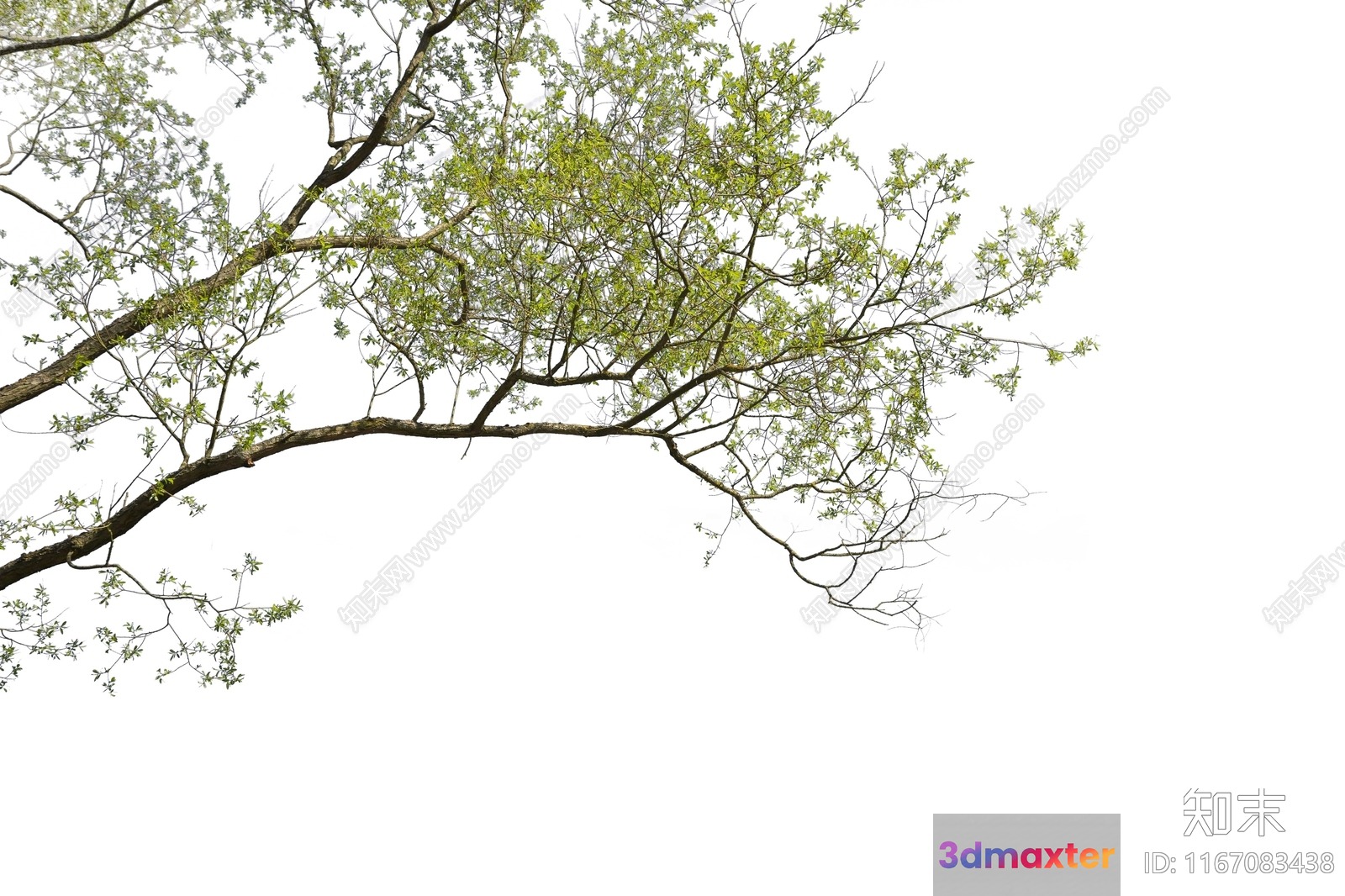 A Tree With Green Leaves 3D Model - 12650 - VRAY Render