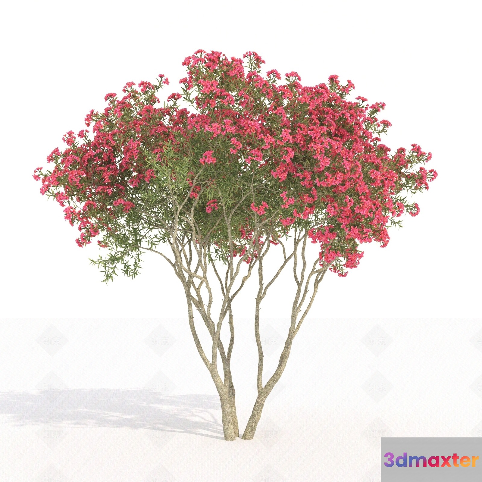 A Tree With Pink Flowers 3D Model - 9485 - VRAY Render