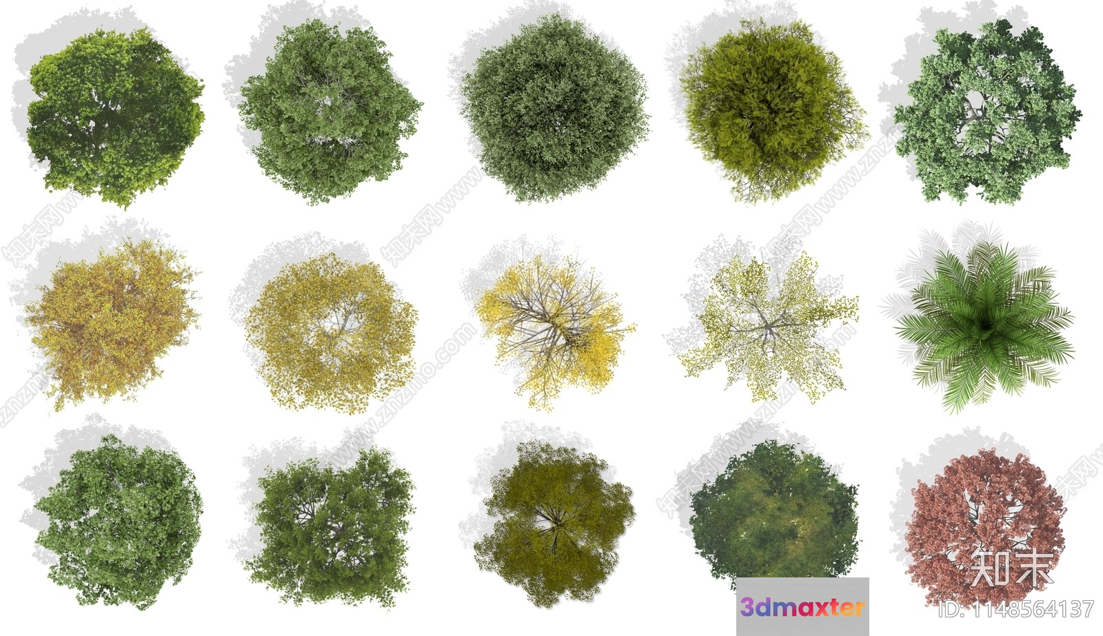 Tree Species 3D Model - 4004 - VRAY Render